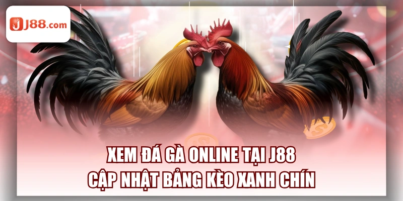 Xem Đá Gà Online Tại J88 - Cập Nhật Bảng Kèo Xanh Chín