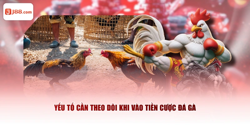 Yếu tố cần theo dõi khi vào tiền cược đá gà